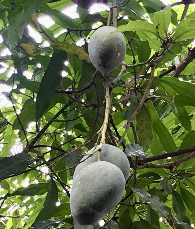 Exotic Fruits Grown In Trinidad And Tobago 2190