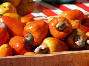 cashew fruit