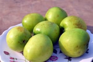 indian jujube dungs