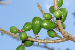 spondias green plum